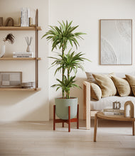 Load image into Gallery viewer, Sage Green stand:walnut