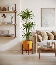 Load image into Gallery viewer, Earth Red stand:walnut