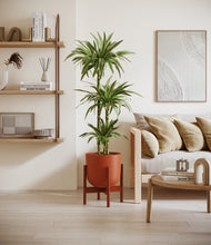 Load image into Gallery viewer, Sunset Orange stand:walnut