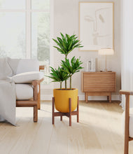 Load image into Gallery viewer, Sunset Orange stand:walnut