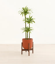 Load image into Gallery viewer, Earth Red stand:walnut