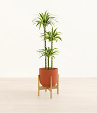Load image into Gallery viewer, Earth Red stand:bamboo