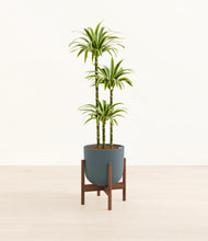 Load image into Gallery viewer, Iron Gray stand:walnut