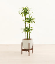 Load image into Gallery viewer, Natural Bamboo stand:walnut