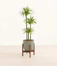 Load image into Gallery viewer, Sage Green stand:walnut