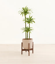 Load image into Gallery viewer, Sandy Pink stand:walnut