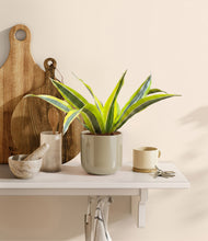 Load image into Gallery viewer, Sage Green