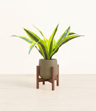 Load image into Gallery viewer, Olive stand:walnut