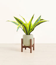 Load image into Gallery viewer, Turquoise stand:walnut