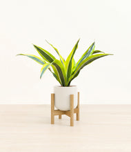Load image into Gallery viewer, Cotton White stand:bamboo