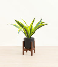 Load image into Gallery viewer, Stone Black stand:walnut