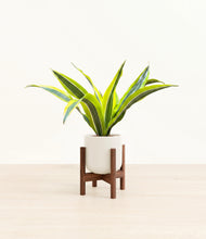 Load image into Gallery viewer, Cotton White stand:walnut