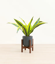 Load image into Gallery viewer, Iron Gray stand:walnut