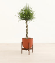 Load image into Gallery viewer, Earth Red stand:walnut