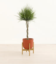 Load image into Gallery viewer, Earth Red stand:bamboo