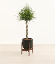 Load image into Gallery viewer, Stone Black stand:walnut