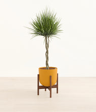 Load image into Gallery viewer, Susnet Orange stand:walnut