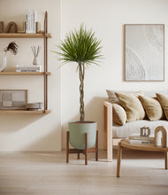 Load image into Gallery viewer, Sage Green stand:walnut