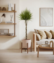 Load image into Gallery viewer, Sandy Pink stand:walnut