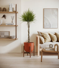 Load image into Gallery viewer, Earth Red stand:walnut