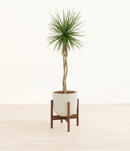 Load image into Gallery viewer, Natural Bamboo stand:walnut