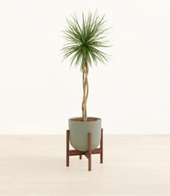 Load image into Gallery viewer, Sage Green stand:walnut