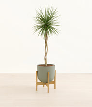 Load image into Gallery viewer, Sage Green stand:bamboo