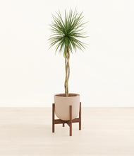 Load image into Gallery viewer, Sandy Pink stand:walnut