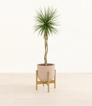 Load image into Gallery viewer, Sandy Pink stand:bamboo