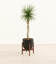 Load image into Gallery viewer, Stone Black stand:walnut