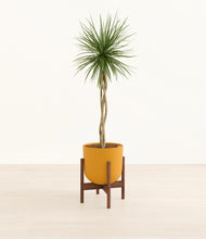 Load image into Gallery viewer, Sunset Orange stand:walnut