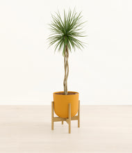 Load image into Gallery viewer, Sunset Orange stand:bamboo