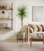 Load image into Gallery viewer, Sage Green stand:walnut