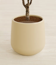 Load image into Gallery viewer, Almond Green stand:all