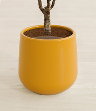 Load image into Gallery viewer, Mustard stand:all