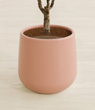 Load image into Gallery viewer, Calm Rose stand:all