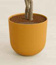 Load image into Gallery viewer, Sunset Orange stand:all