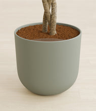 Load image into Gallery viewer, Sage Green stand:all