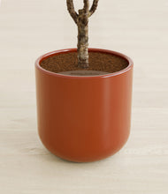 Load image into Gallery viewer, Earth Red stand:all