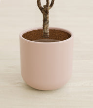 Load image into Gallery viewer, Sandy Pink stand:all