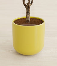 Load image into Gallery viewer, Key Lime Yellow stand:all