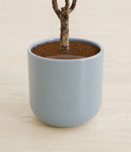 Load image into Gallery viewer, Misty Blue stand:all