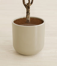 Load image into Gallery viewer, Sage Green stand:all