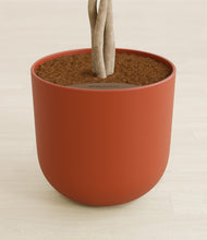 Load image into Gallery viewer, Earth Red stand:all