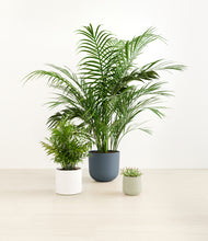 Load image into Gallery viewer, Earthy