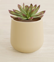 Load image into Gallery viewer, Almond Green stand:all