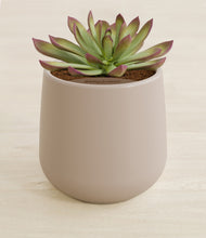 Load image into Gallery viewer, Eternal Gray stand:all