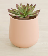 Load image into Gallery viewer, Gentle Pink stand:all