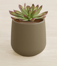 Load image into Gallery viewer, Olive stand:all