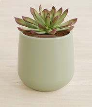 Load image into Gallery viewer, Turquoise stand:all